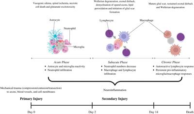 Tackling the glial scar in spinal cord regeneration: new discoveries and future directions